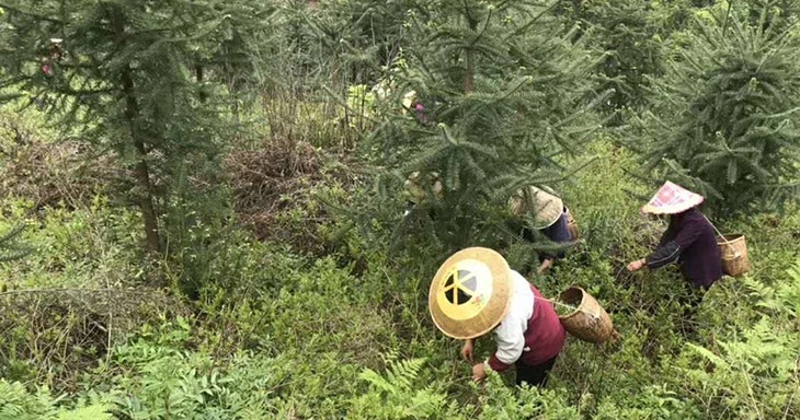 野生莓茶的茶功效与作用