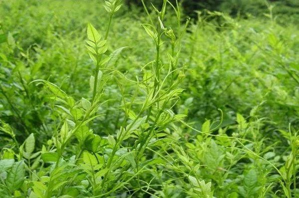 为什么说莓茶是土家人世代依赖的神茶