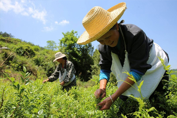 正宗张家界土家野生莓茶的功效与作用